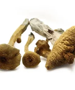 Alacabenzi Magic Mushroom