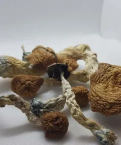 Amazonian Magic Mushrooms