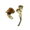 Big Mex Magic Mushroom