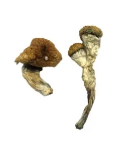 Big Mex Magic Mushroom