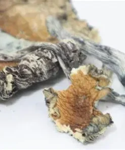 Blue Meanie Mushroom