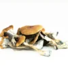 Brazilian Magic Mushrooms