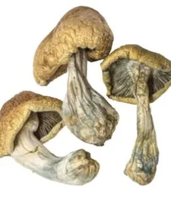 Cambodian Magic Mushroom