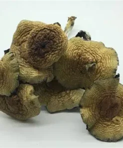 Cuban Magic Mushroom