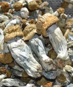 Ecuadorian Magic Mushrooms