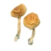Golden Mammoth Magic Mushroom