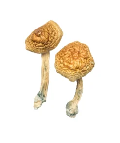 Golden Mammoth Magic Mushroom