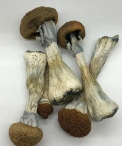 golden teacher magic mushroom