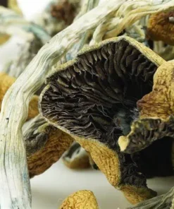 Goldie Magic Mushrooms