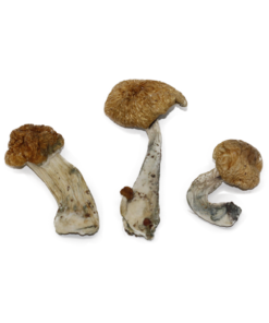 Hawaiian Magic Mushroom