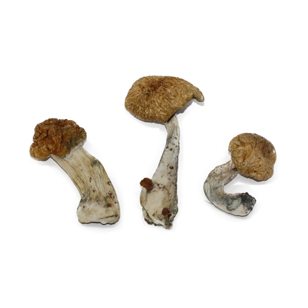 Hawaiian-Magic-Mushroom Hawaiian Magic Mushroom