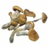 cubensis b magic mushroom
