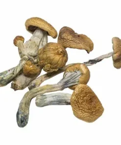 cubensis b magic mushroom