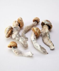 Penis Envy Mushrooms