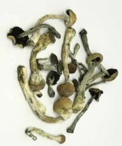 Dried Magic Mushrooms